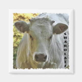 Imã Magneto de vaca Charolais
