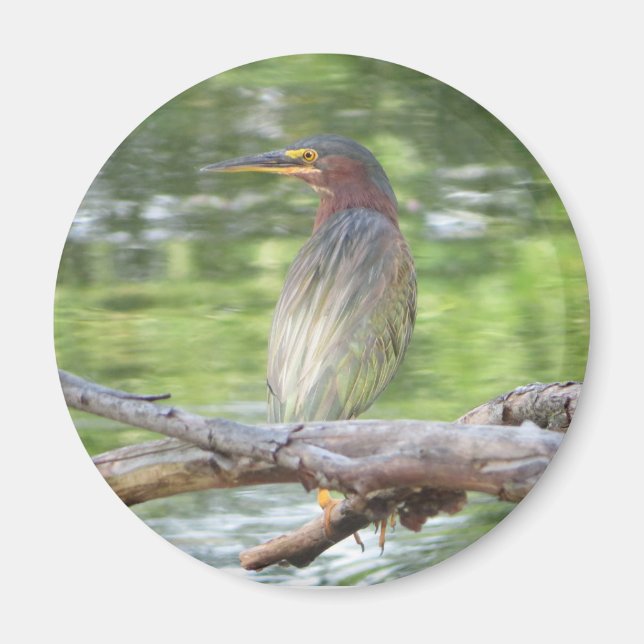 Imã Magneto Green Heron (Frente)