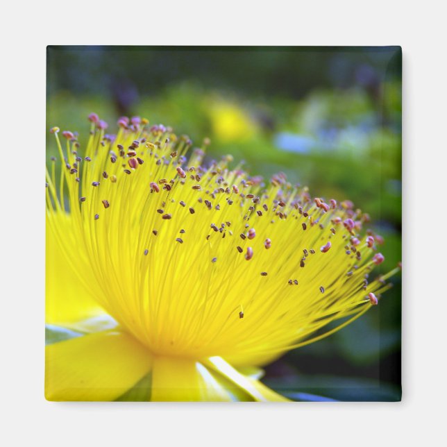 Imã Magneto Hypericum calcyinum (Frente)