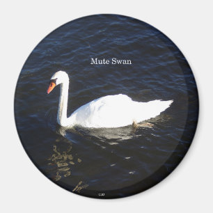 Imã Magneto Mute Swan