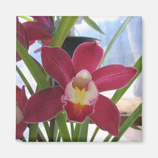 Imã Magneto Orquídea Rosa Profundo