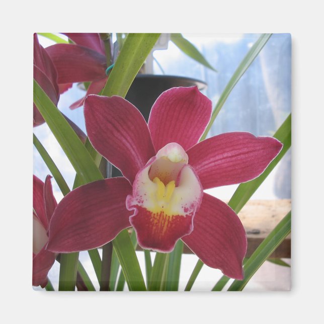 Imã Magneto Orquídea Rosa Profundo (Frente)