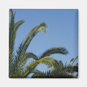 Imã Magneto Palm Tree