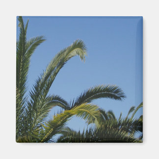 Imã Magneto Palm Tree