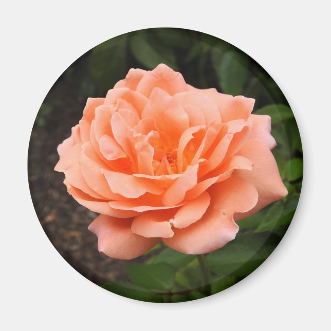 Imã Magneto Rosa Apricot (Frente)