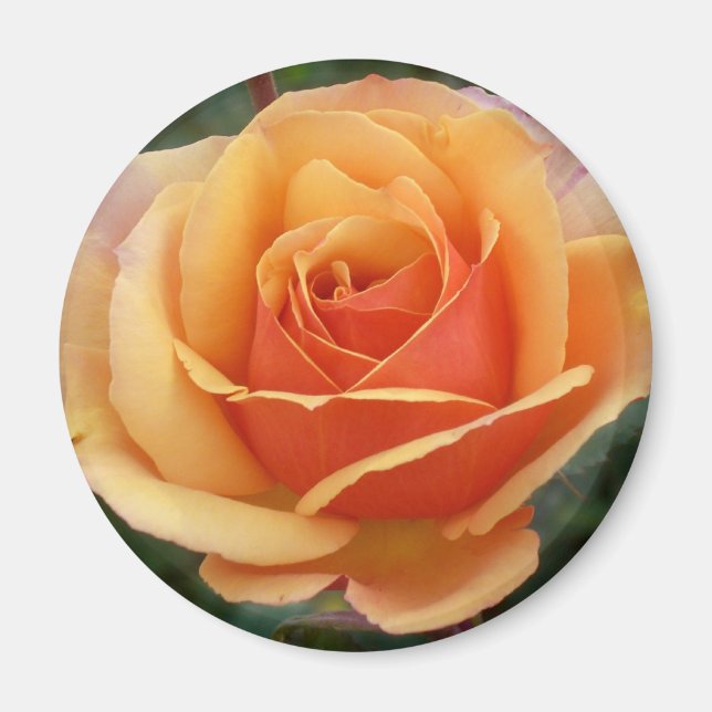 Imã Magneto Rosa Apricot (Frente)