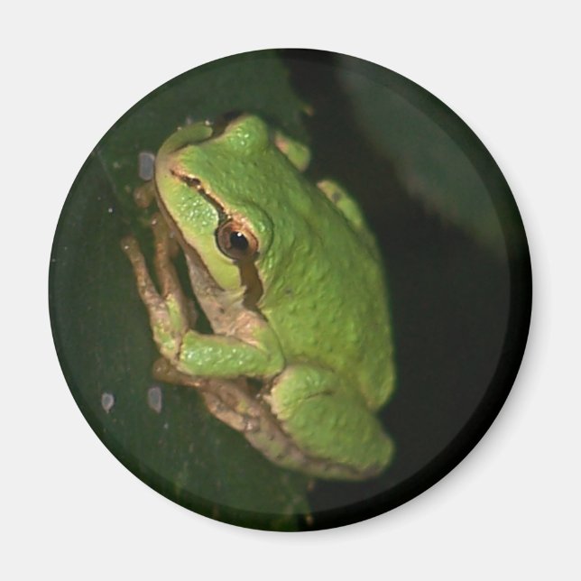 Imã Magneto Sapo verde (Frente)