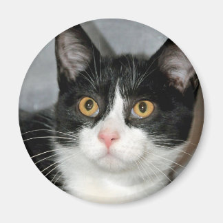 Imã Magnetos de Gato de Tuxedo Preto e Branco