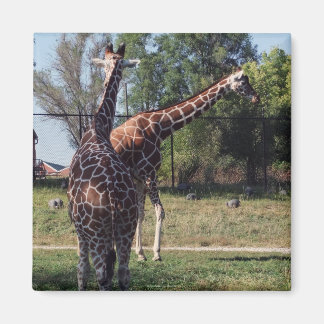 Imã Magnetos de Girafas Reticuladas