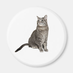Imã Magnetos redondos de gatos abissários