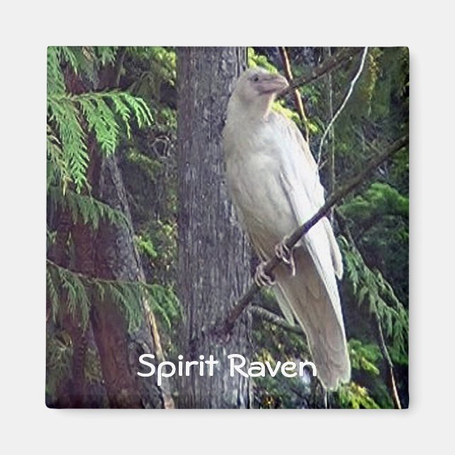 Imã Magnets de Raven Branco (Frente)