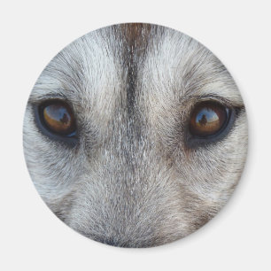 Imã MagnetSled Dog Wolf Magnet / Gift Rouco Fridge