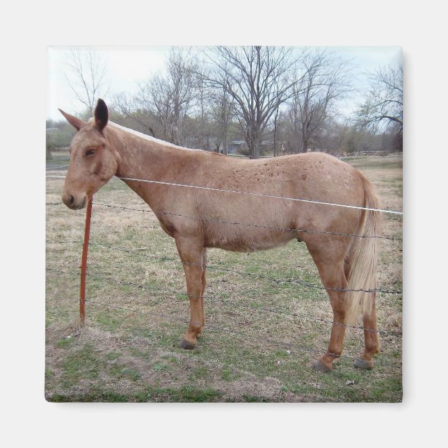 Imã Magnífico Mule! (Frente)