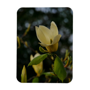 Ímã Magnolia Amarela