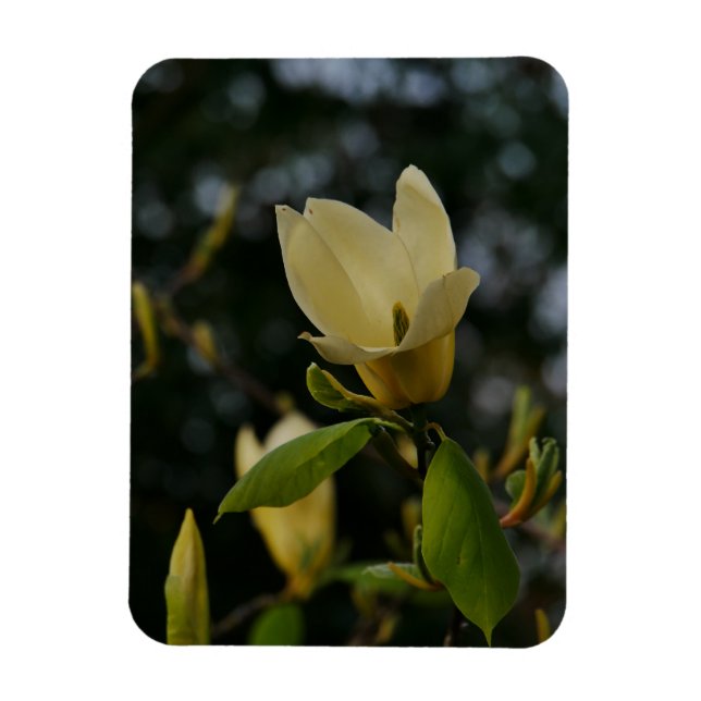 Ímã Magnolia Amarela (Vertical)