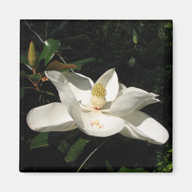 Imã Magnolia Blossom Magnet (Frente)