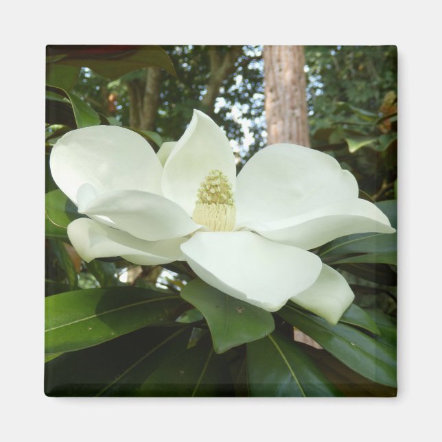Imã Magnolia Grandiflora Magnet (Frente)