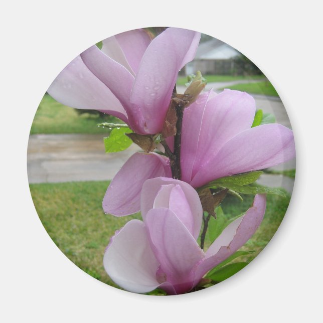 Imã Magnolia Japonesa (Frente)