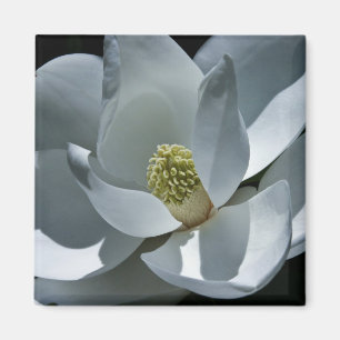 Imã Magnolia - Magneta