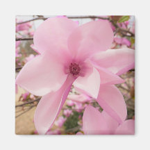 Magnolia Rosa Flor Magnética Magnética