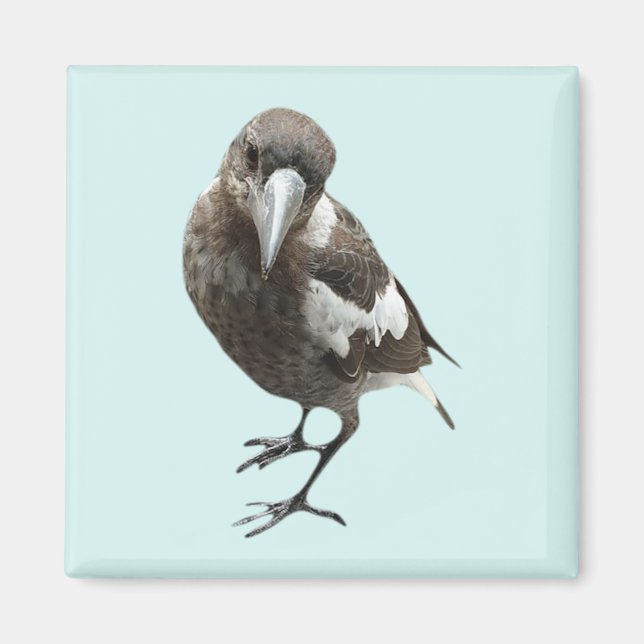 Imã Magpie (Frente)