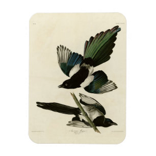 Ímã Magpie Americano das Aves da América de Audubon