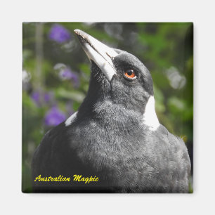 Imã Magpie australiano