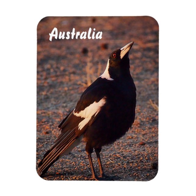 Ímã Magpie australiano (Vertical)
