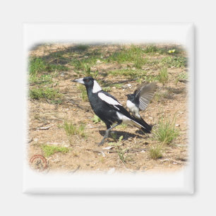 Imã Magpie australiano que mobbed pelo Wagtail 9 de