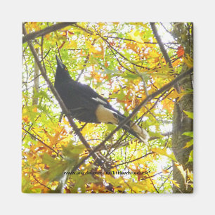Imã Magpie do outono - ímã