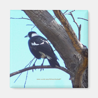 Imã Magpie em uma ramificação - Magnet
