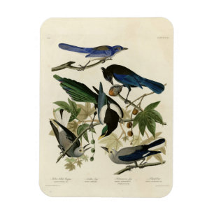 Ímã Magpie Jays & Nutcracker Audubon Birds da América