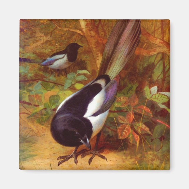Imã Magpies (Frente)