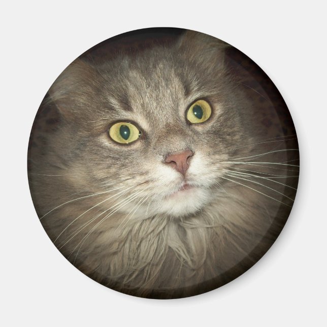Imã Maine Coon (Frente)