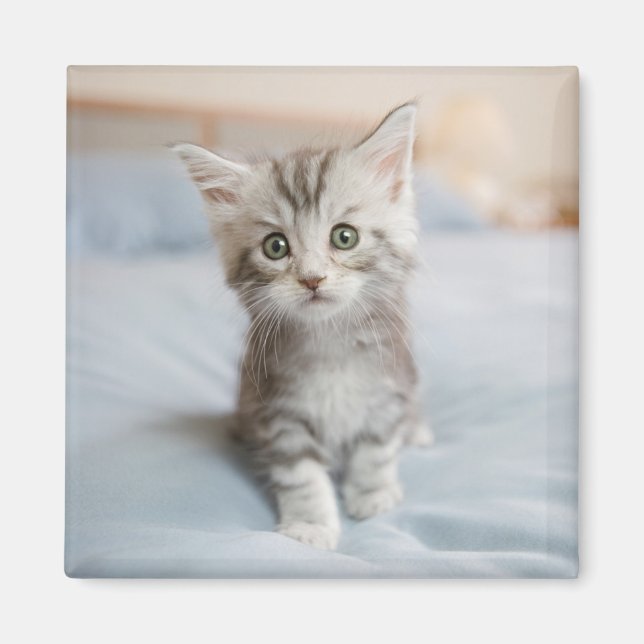 Imã Maine Coon Kitten (Frente)