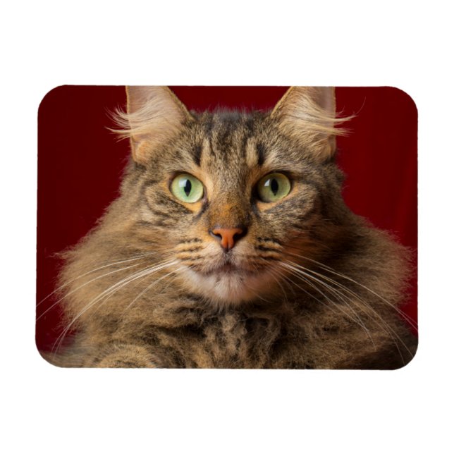 Ímã Maine Coon para o Natal com colecionador (Horizontal)