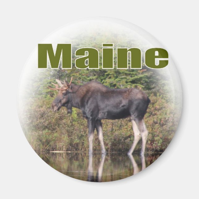 Imã Maine Moose (Frente)