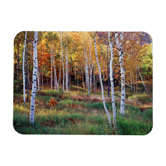 Ímã Maine, Parque Nacional Acadia, Outono (Horizontal)