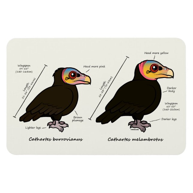 Ímã Maior de cabeça amarela v Menor (Horizontal)
