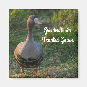 Imã Maior ganso de peito branco