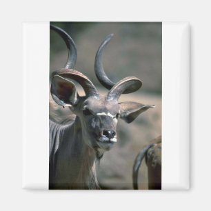 Imã Maior Kudu
