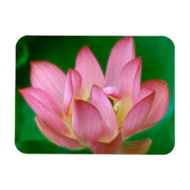 Ímã Mais do que um Dream Magnet