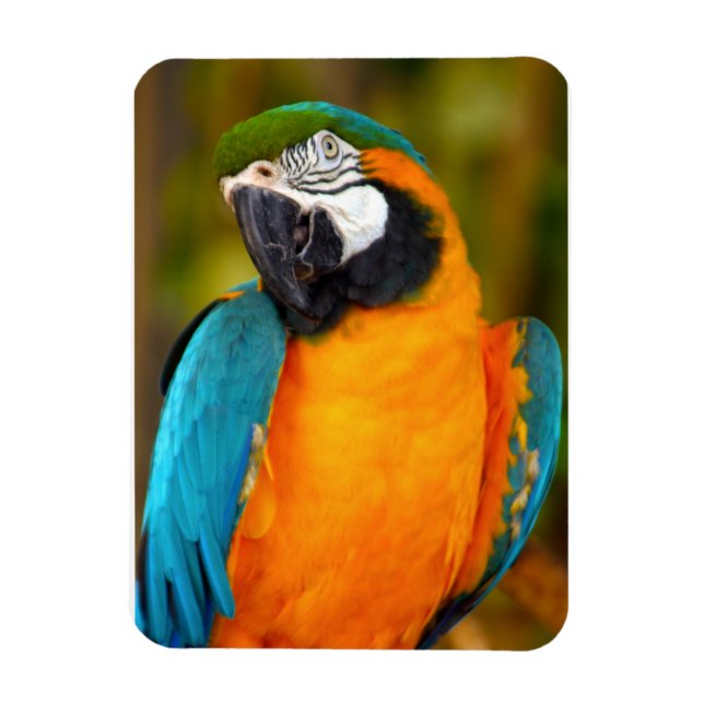 Ímã Majestpoderá Macaw (Vertical)