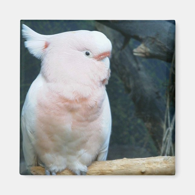 Imã Major Mitchell Cockatoo (Frente)