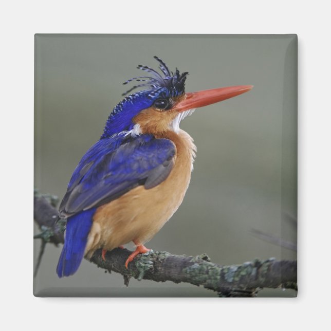 Imã Malachite Kingfisher, Alcedo cristata, lago (Frente)