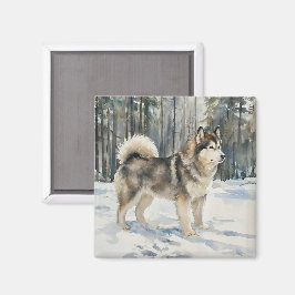 Imã Malamute do Alasca