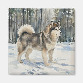 Imã Malamute do Alasca