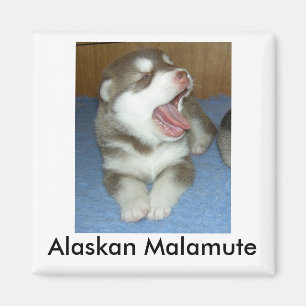 Imã Malamute do Alasca, Malamute do Alasca