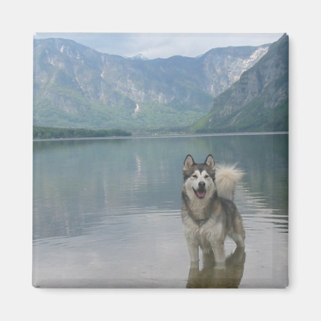 Imã Malamute Dog Square Magnet (Frente)