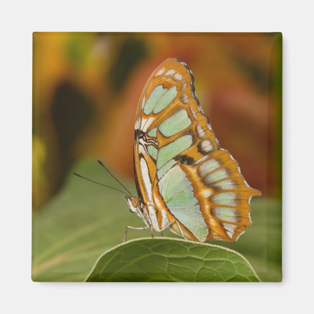 Imã Malaquita no bordo de uma folha (Frente)